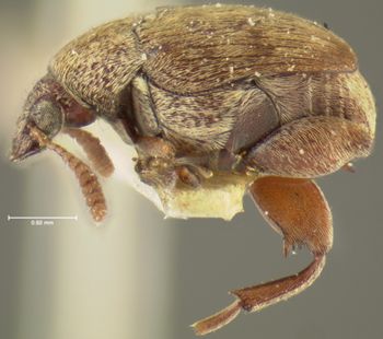 Media type: image;   Entomology 8210 Aspect: habitus lateral view